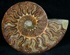 Split Ammonite Fossil (Half) #6890-1
